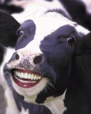 No wonder the cows are happy listening to the Classical music! Cow 2